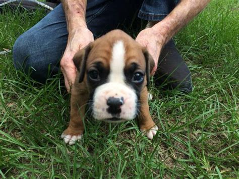 boxer puppies for sale in central florida|akc boxer puppies for sale in florida.